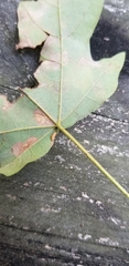 Dasineura communis