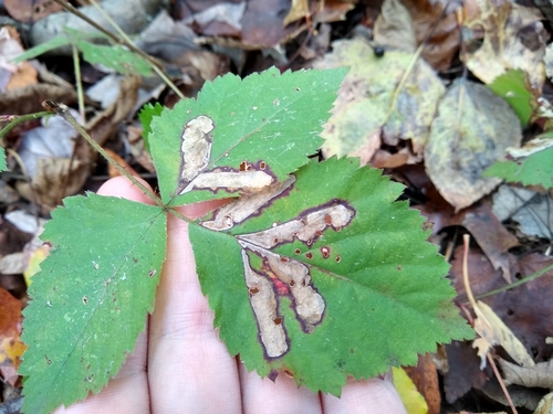 Ectoedemia rubifoliella photo 3