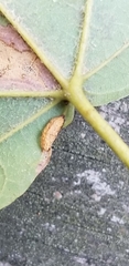 Dasineura communis