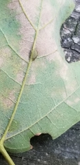 Dasineura communis