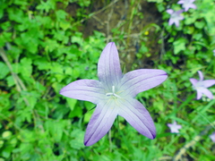 Campanula spatulata