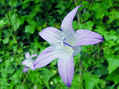 Campanula spatulata
