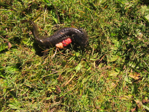 Granular Salamander