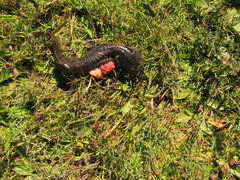Ambystoma granulosum