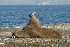 Odobenus rosmarus