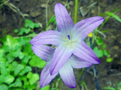 Campanula spatulata