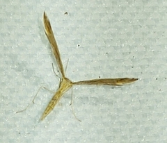 Stenoptilia