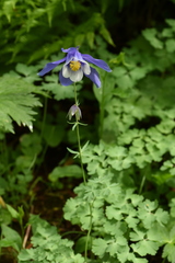 Aquilegia jucunda
