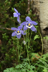 Aquilegia jucunda