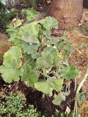 Pelargonium × hybridum
