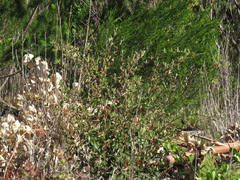 Cotoneaster glaucophyllus