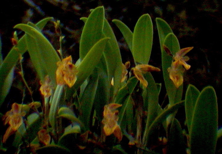 Andinia spiralis