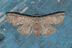 Araeopteronini
