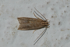 Helcystogramma
