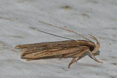 Helcystogramma