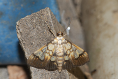 Nosophora
