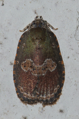 Cnesteboda celligera