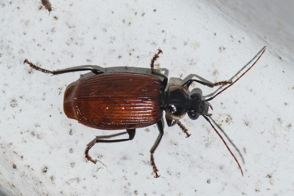 Aristolebia