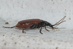 Aristolebia
