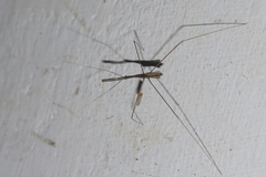 Gardena brevicollis