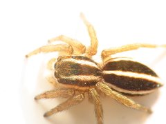 Phlegra bresnieri