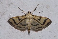 Perisyntrocha ossealis
