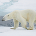 Polar Bear - Photo (c) peterkennerley, some rights reserved (CC BY-NC)