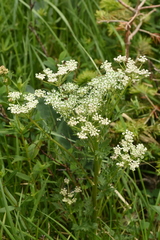 Aulacospermum anomalum