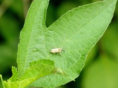 Lixus scrobicollis