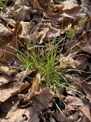 Poa sylvestris