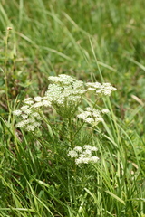 Aulacospermum anomalum
