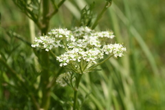 Aulacospermum anomalum