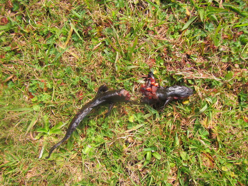 Granular Salamander
