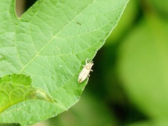 Lixus scrobicollis
