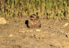 Caprimulgus ruficollis