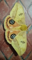 Automeris jucunda