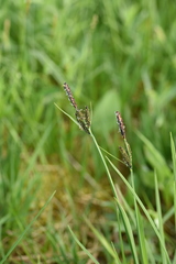 Carex altaica