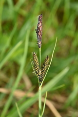 Carex altaica