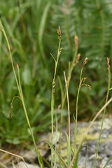 Carex ledebouriana