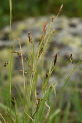 Carex ledebouriana