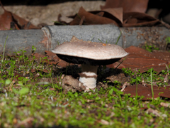 Agaricus bitorquis