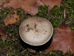 Agaricus bitorquis