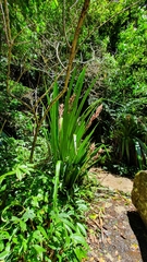 Helmholtzia glaberrima