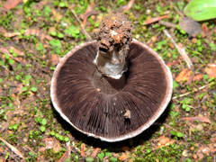 Agaricus bitorquis