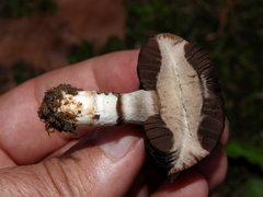 Agaricus bitorquis