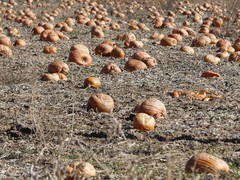 Cucurbita maxima maxima