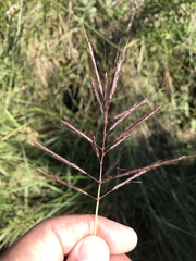 Bothriochloa bladhii