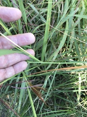 Bothriochloa bladhii