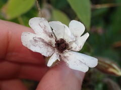 Microbotryum lychnidis-dioicae