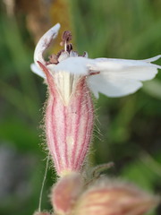 Microbotryum lychnidis-dioicae